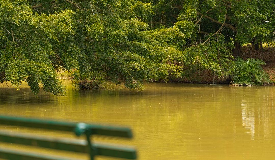 Grínberg’s uma experiência completa entre os lugares para relaxar em SP